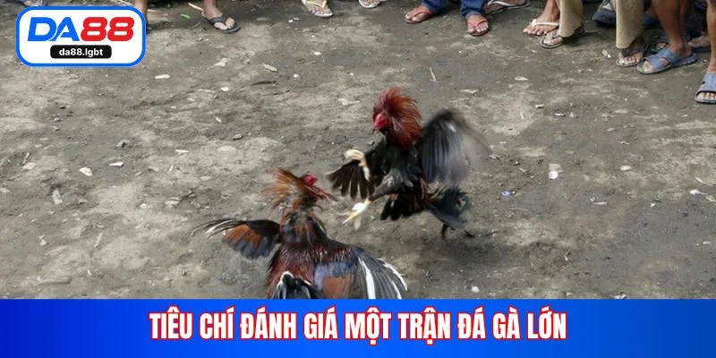 Tiêu chí đánh giá một trận đá gà lớn