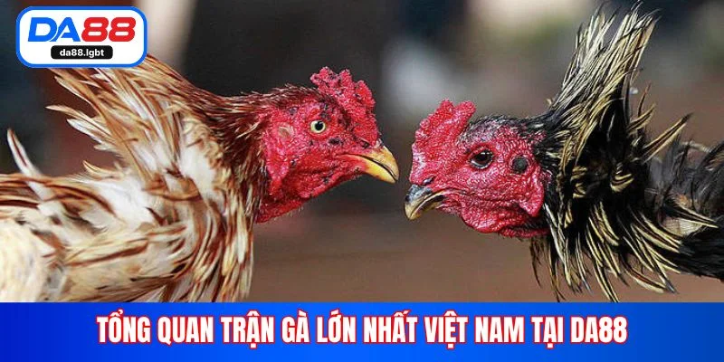Tổng quan trận gà lớn nhất Việt Nam tại Da88