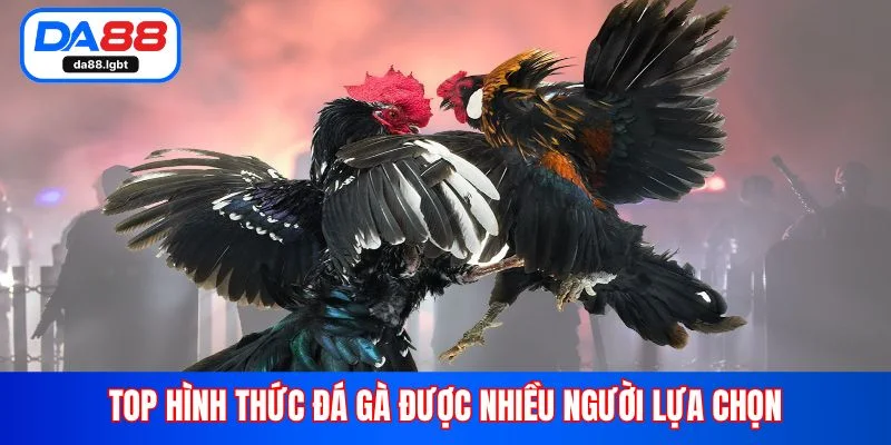 Top hình thức đá gà được nhiều người lựa chọn