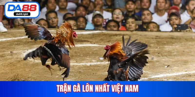 trận gà lớn nhất việt nam